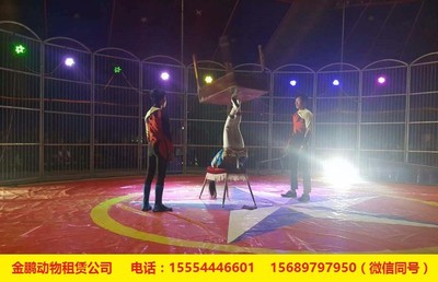 武夷山商业活动新宠 马戏表演与冰雕租赁如何点亮地产暖场